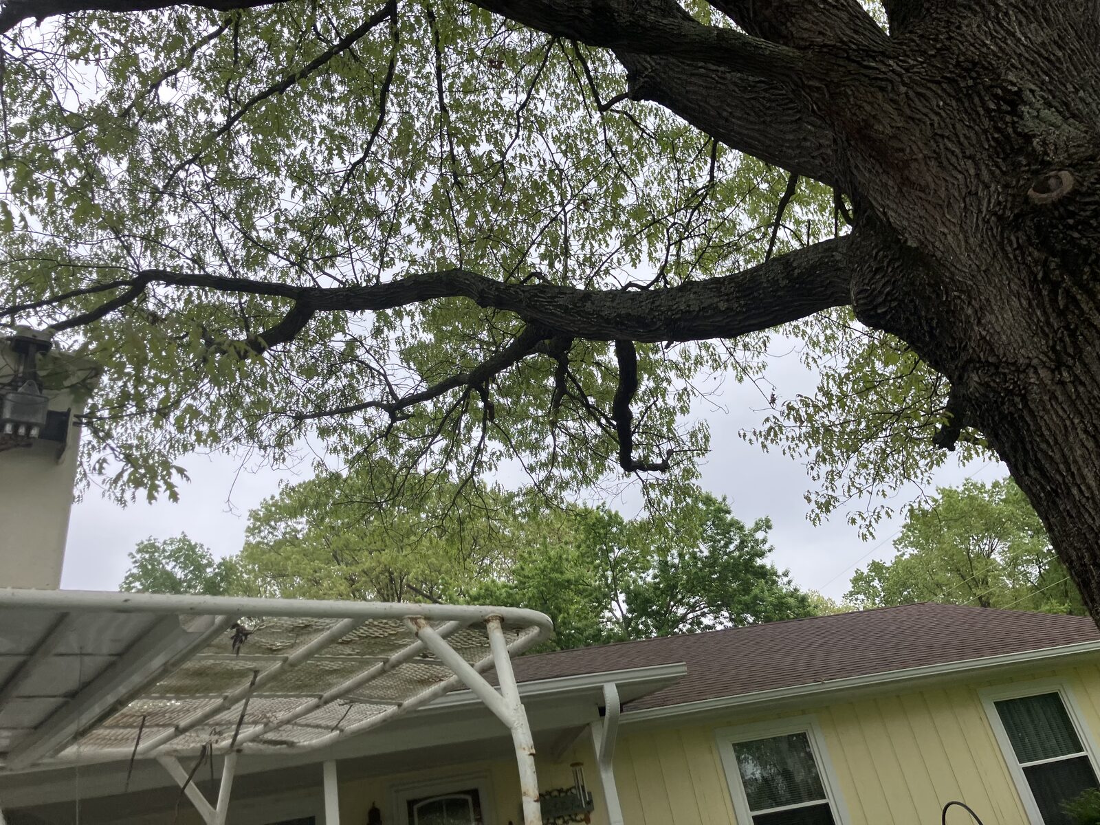 Heavy limbs hanging low over the porch and roof.