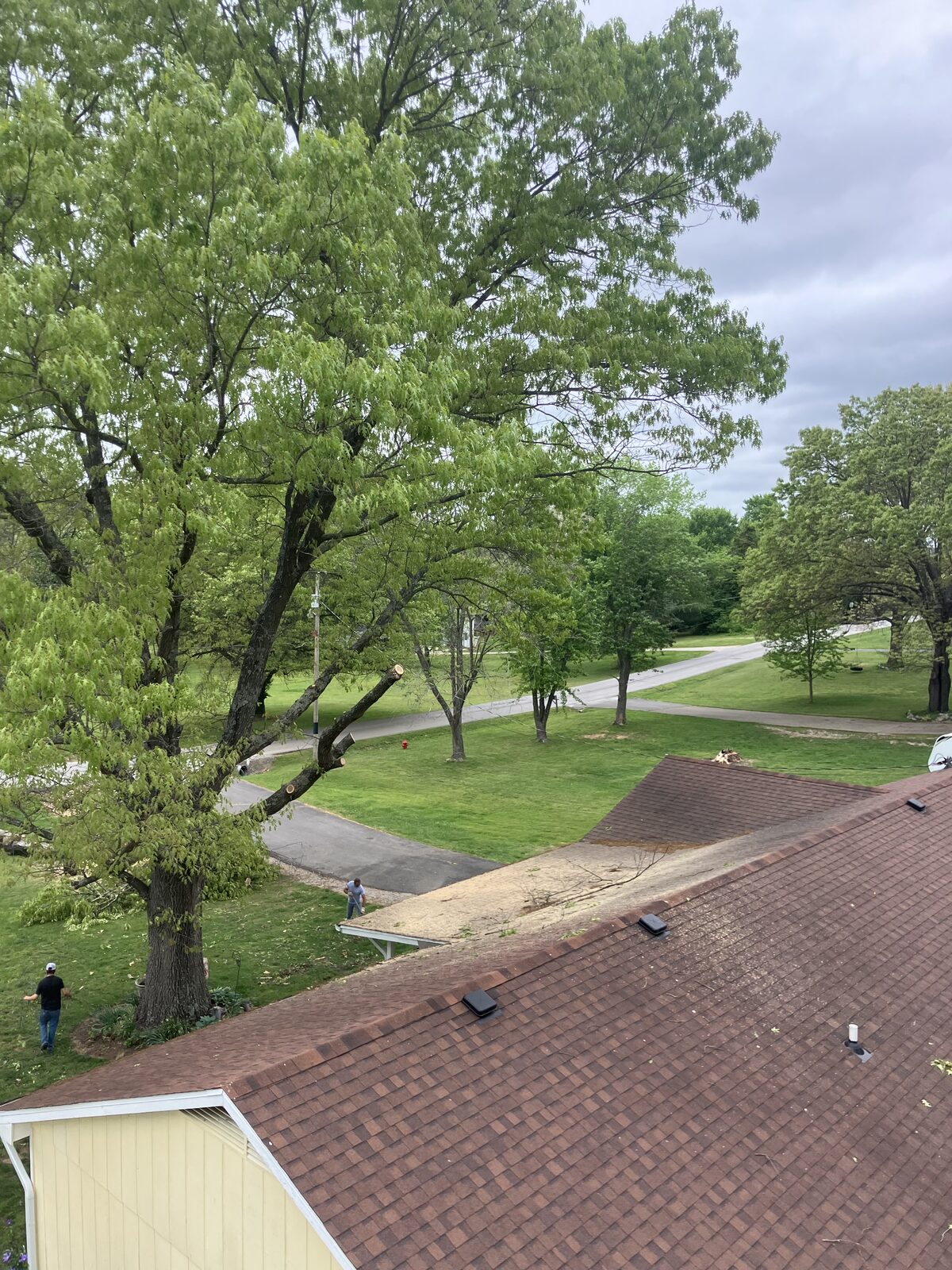 Limbs cut back to clear the roof and driveway.