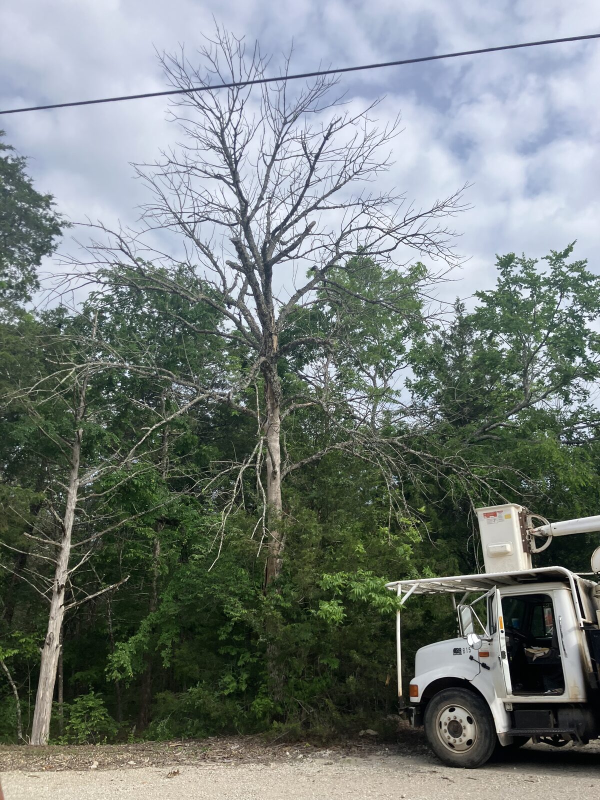 Tall dead tree marked for safe removal.