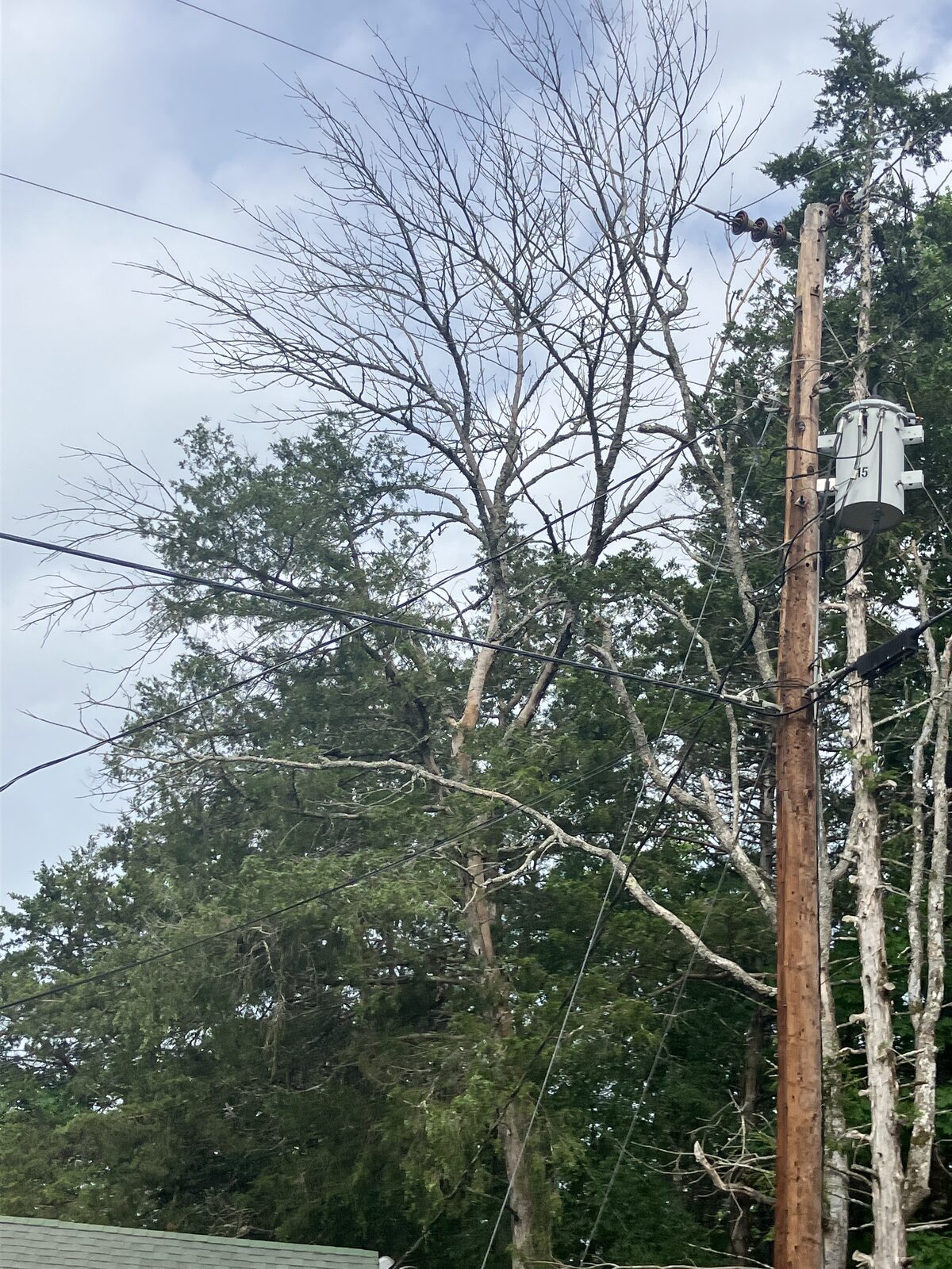 Dead limbs threatening the power lines and transformer.