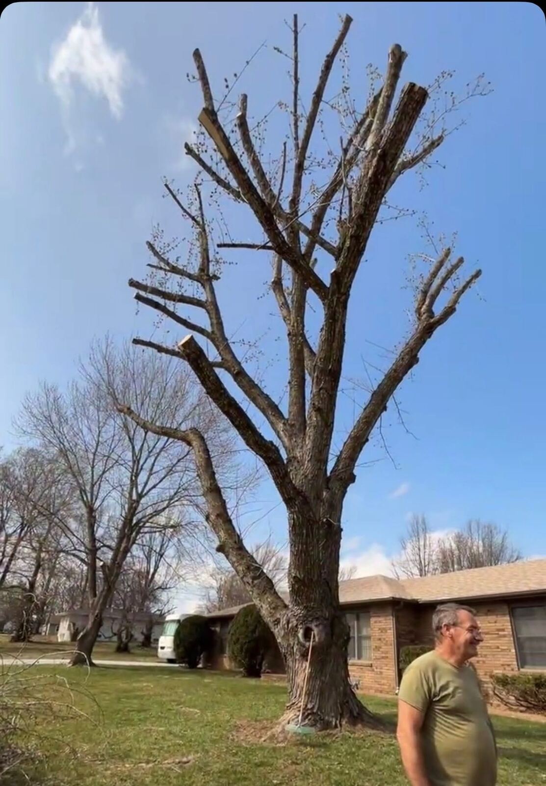 Large limbs removed for safety and clearance.